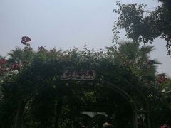 景点-成都大熊猫繁育研究基地