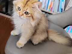 -十年猫舍·猫咪专门店(普陀店)