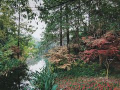 -东平国家森林公园