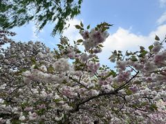 -莲花池公园