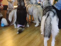 -Husky Go! 哈士奇体验馆·宠物咖啡厅狗咖