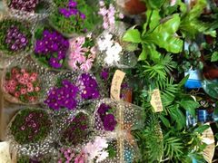 花-大自然花鸟鱼虫市场