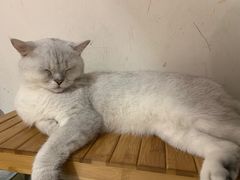 -Heymao猫咖.咖啡厅(东门店)