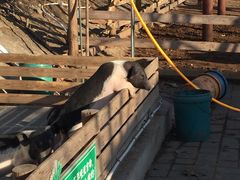 -北京鹿世界主题园