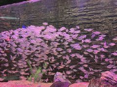 -长春中泰海洋世界
