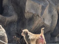 -青藏高原野生动物园