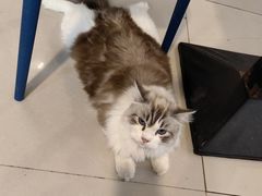 -平行世界·猫咖(首经贸店)