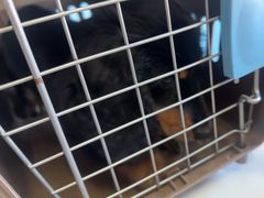 -瑞派福兴宠物医院犬猫全科·骨科·中西医结合(河东店)