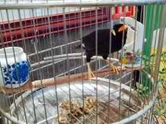 -五悦北平四季涮肉·烧烤(老商埠店)