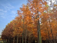 -上海佘山国家森林公园天马山园