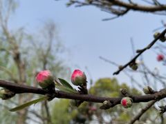 -南汇桃花村