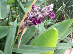 android_upload_pic-白塘生态植物园