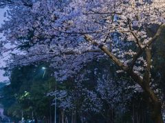 -武汉大学-樱园