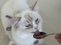 -怪兽屋·羊驼·猫咖·狗咖(俊华广场店)