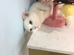 -糯米喵星人·撸猫猫舍咖啡馆(西市场嘉华店)