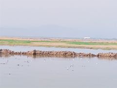 -哈素海