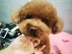 -宠福鑫康馨动物医院·骨科·眼科