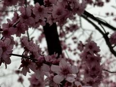 -无锡梅园公园