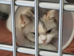 -艾贝尔宠物医院·24H转诊中心·肿瘤猫专科(江宁双龙店)