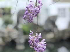 -留园
