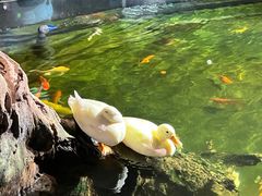 -正佳雨林生态植物园