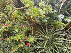 -墨尔本皇家植物园