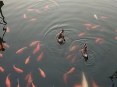 -西湖外事游船(花港观鱼码头)