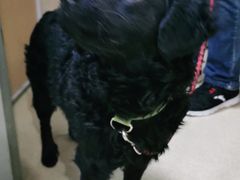 -爱侣宠医·鹦鹉专科·小型哺乳类·异宠专科(灵石路店)