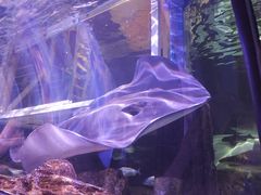 -悉尼海洋生物水族馆