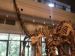 -自贡恐龙博物馆