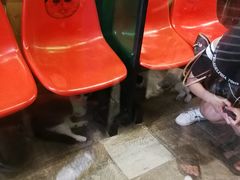 -猫咪博物馆(顶澳仔猫街店)