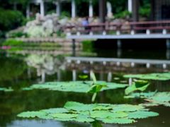 -国家植物园南园