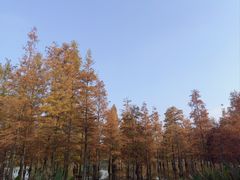 -白鹭湾湿地公园