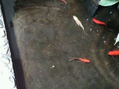 -笨鸡小跑·临沂炒鸡·佛跳墙(罗庄店)