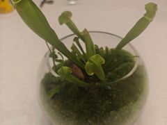 -九福楼大酒店