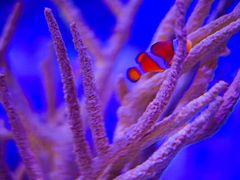 -瑞普利水族馆
