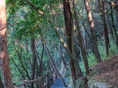 -铁山坪森林公园