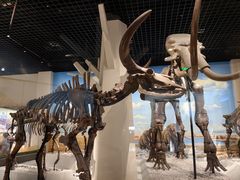 -国家自然博物馆