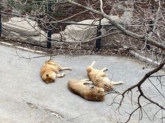 -大连森林动物园