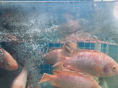 -小海豚•老字号海鲜餐厅(天涯店)