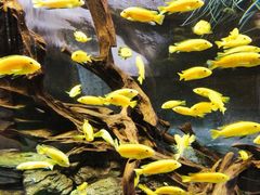 -迪拜水族馆及水下动物园