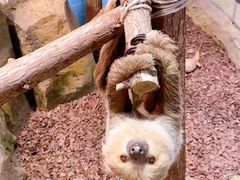 -Mr·Kuma酷么先生雪之乐园