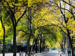 -三里屯东五街银杏大道