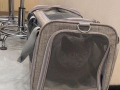 -安安宠医宠物医院·异宠·犬猫内科(岳阳分院)