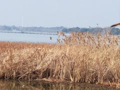 -阳澄湖半岛旅游度假区