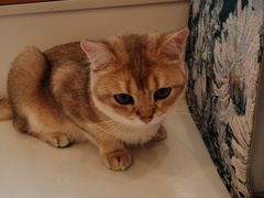 -Let's go狗咖·猫咖·奶狗·桌游(春熙路IFS店)