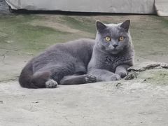 -宠颐生宠物医院·心肾内科·猫专科诊疗中心宠巢店