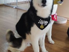 -Husky Go! 哈士奇体验馆·宠物咖啡厅狗咖