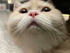 -momokira米努特·德文卷毛猫·棉花面纱犬