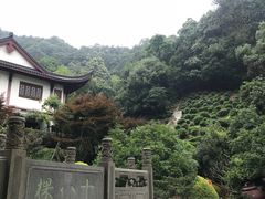 -十八棵（老龙井）御茶园(老龙井店)